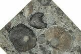 Plate of Fossil Trepostome Bryozoans on Brachiopods - Kentucky #325715-1